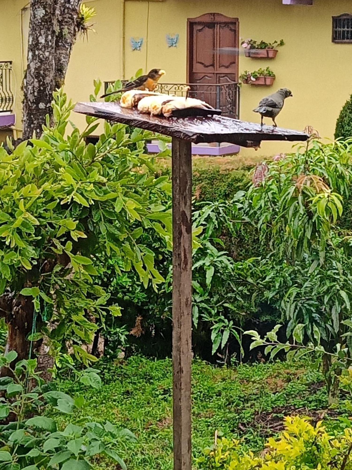 Bird House - Apartament Jardín Eksteriør bilde
