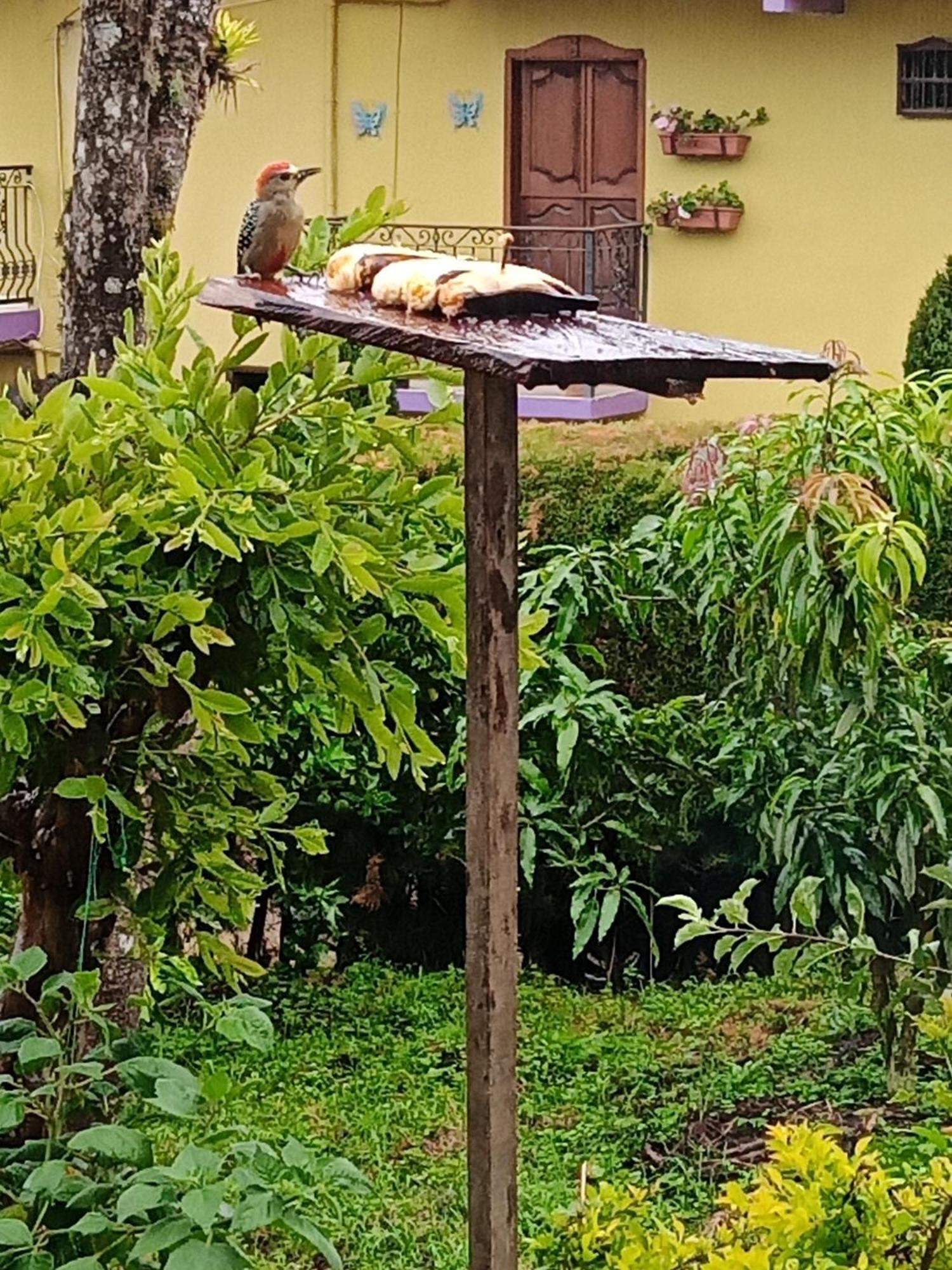 Bird House - Apartament Jardín Eksteriør bilde